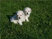 Fehér Puli Kiskutya Eladó! Fehér Puli Kiskutya Eladó!